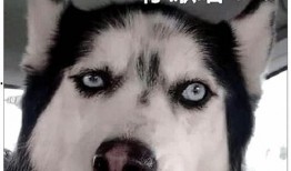 德柱爆料二哈是谁啊视频